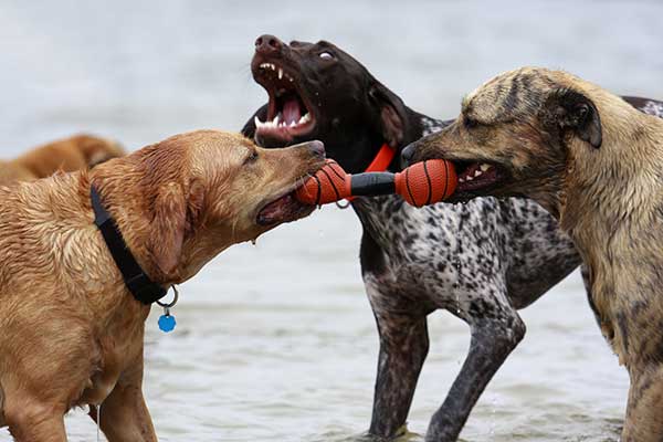 Dogs play tug