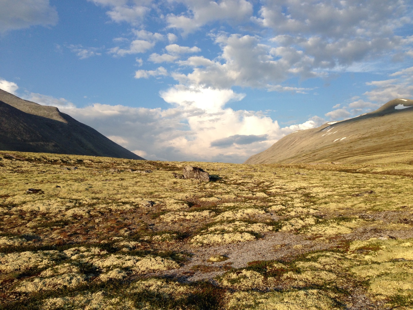 Lichen is a typical species found in Norwegian mountain vegetation. Photo: Norsk Regnesentral